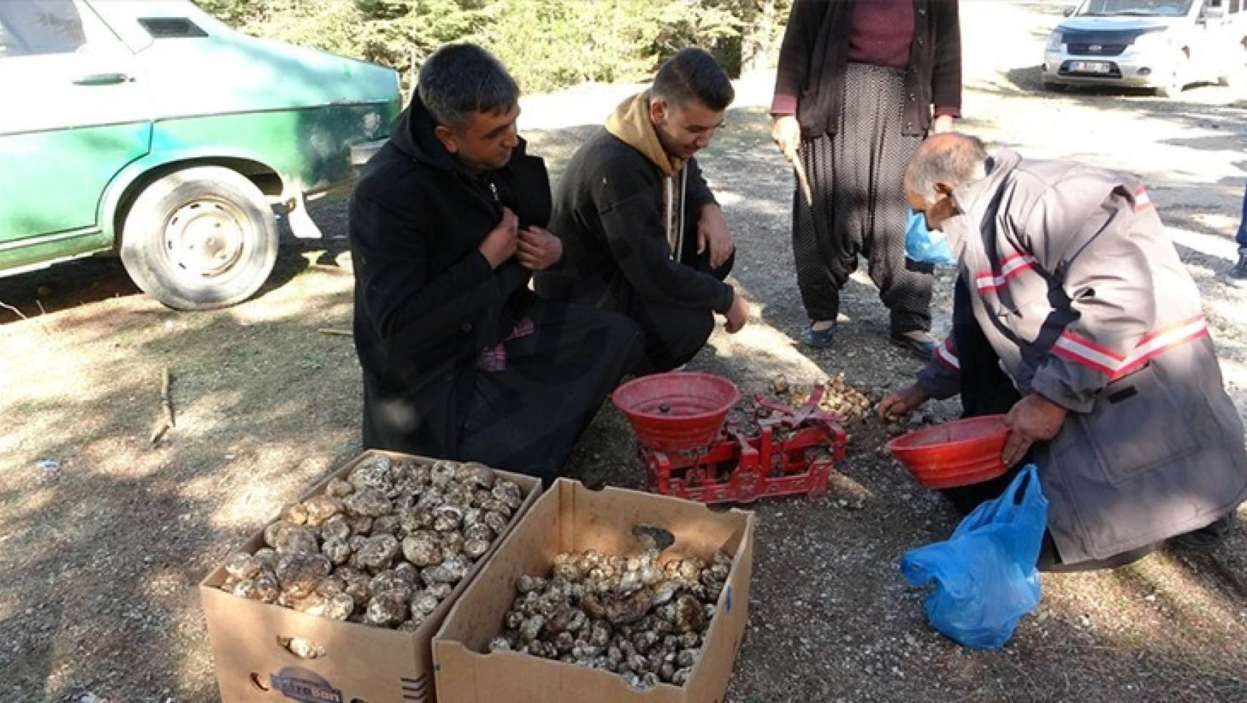 1300 rakımdan toplanan sedir mantarı ihraç ediliyor