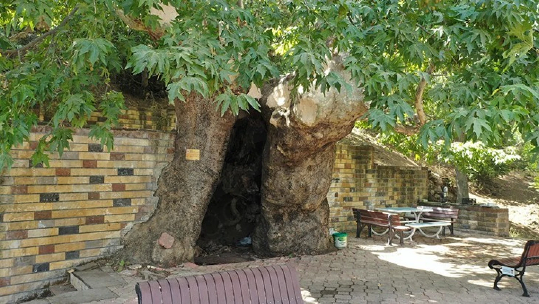 812 yaşındaki çınar ağacı korumaya alındı
