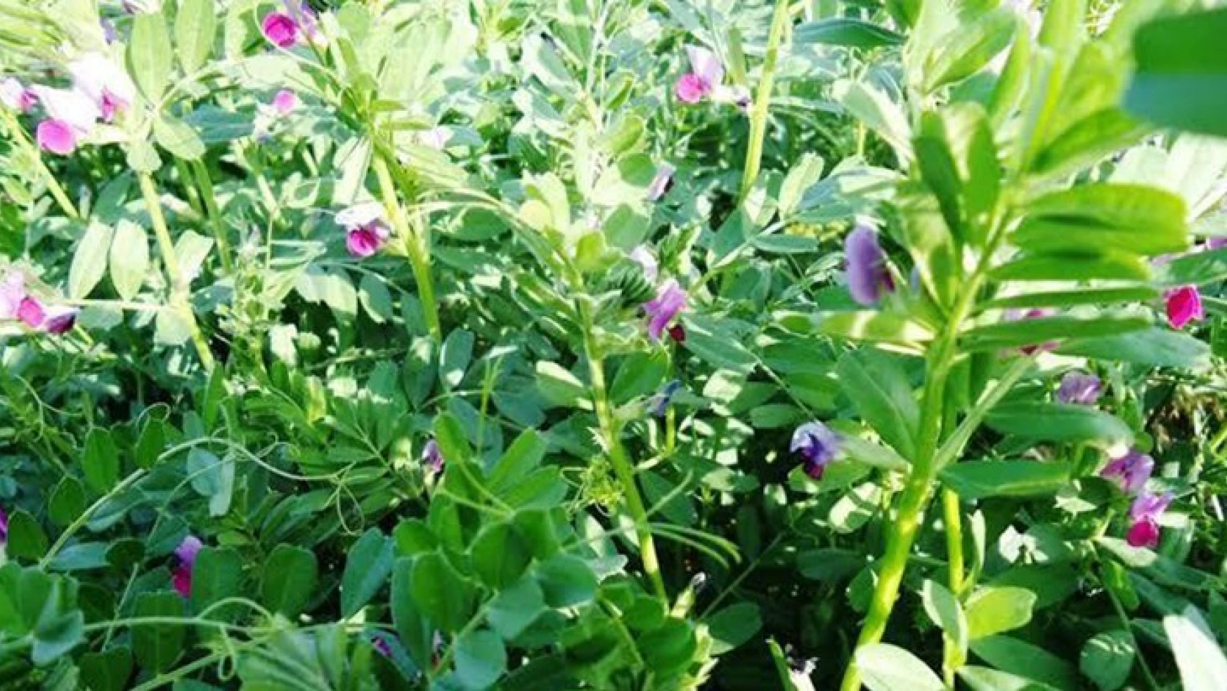 Ara Dönem Yem Bitkileri Yetiştiriciliği projesi Kahramanmaraş'ta uygulanacak