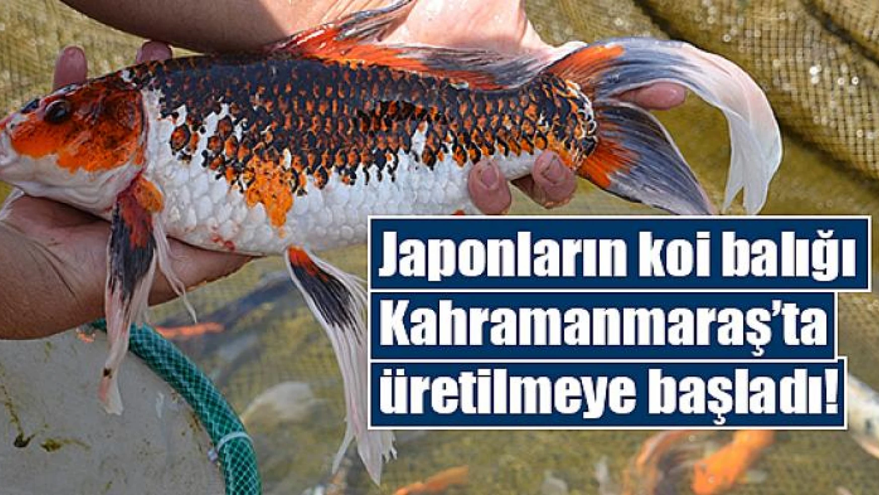 Japonların koi balığı Kahramanmaraş'ta üretilmeye başladı
