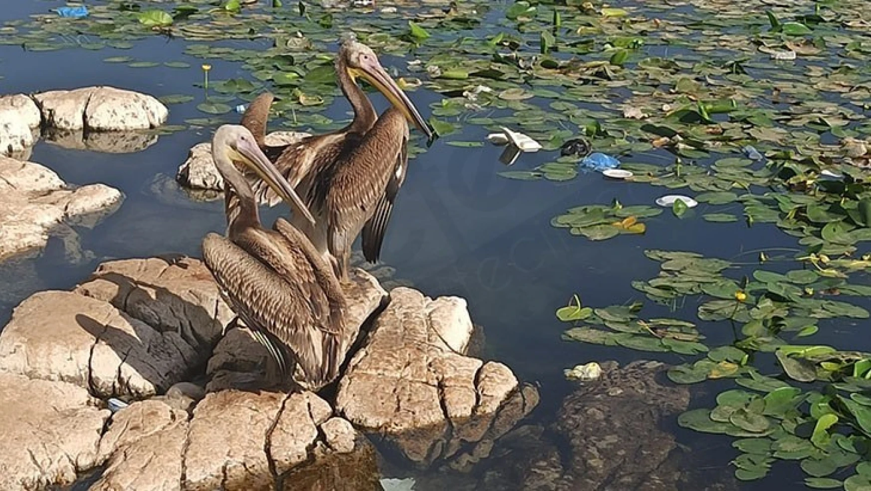 Bakımları yapılan 2 pelikan doğaya salındı
