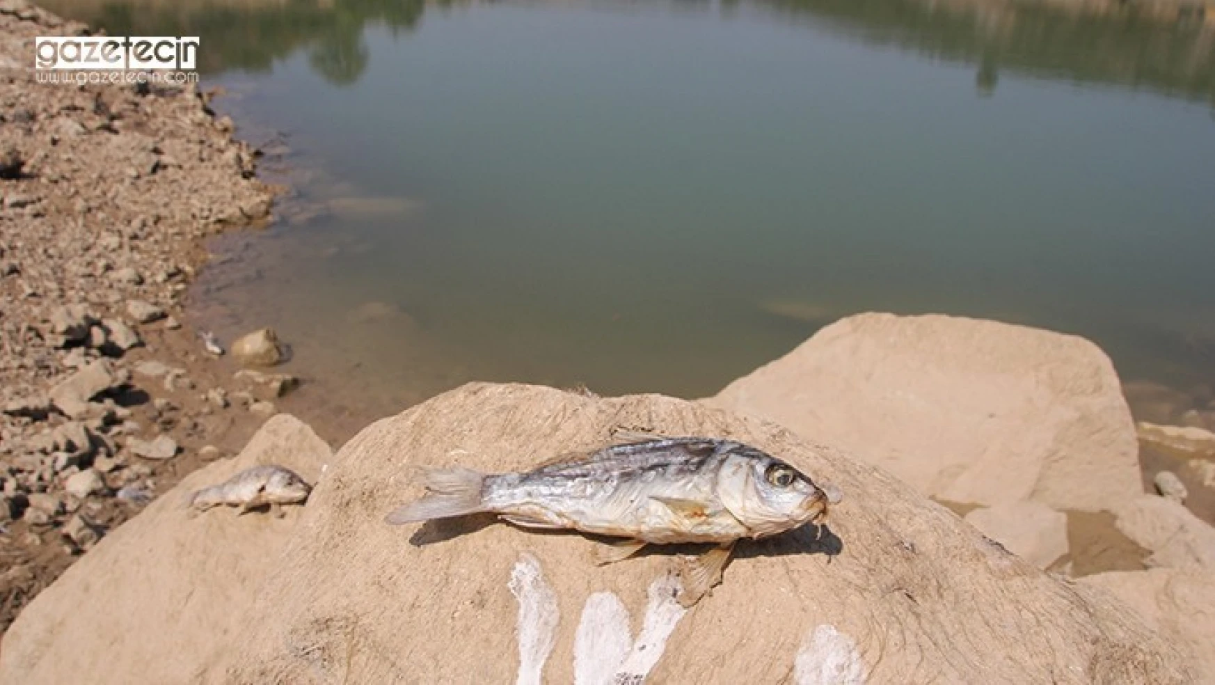 Balık ölümlerinin yaşandığı gölette inceleme başlatıldı