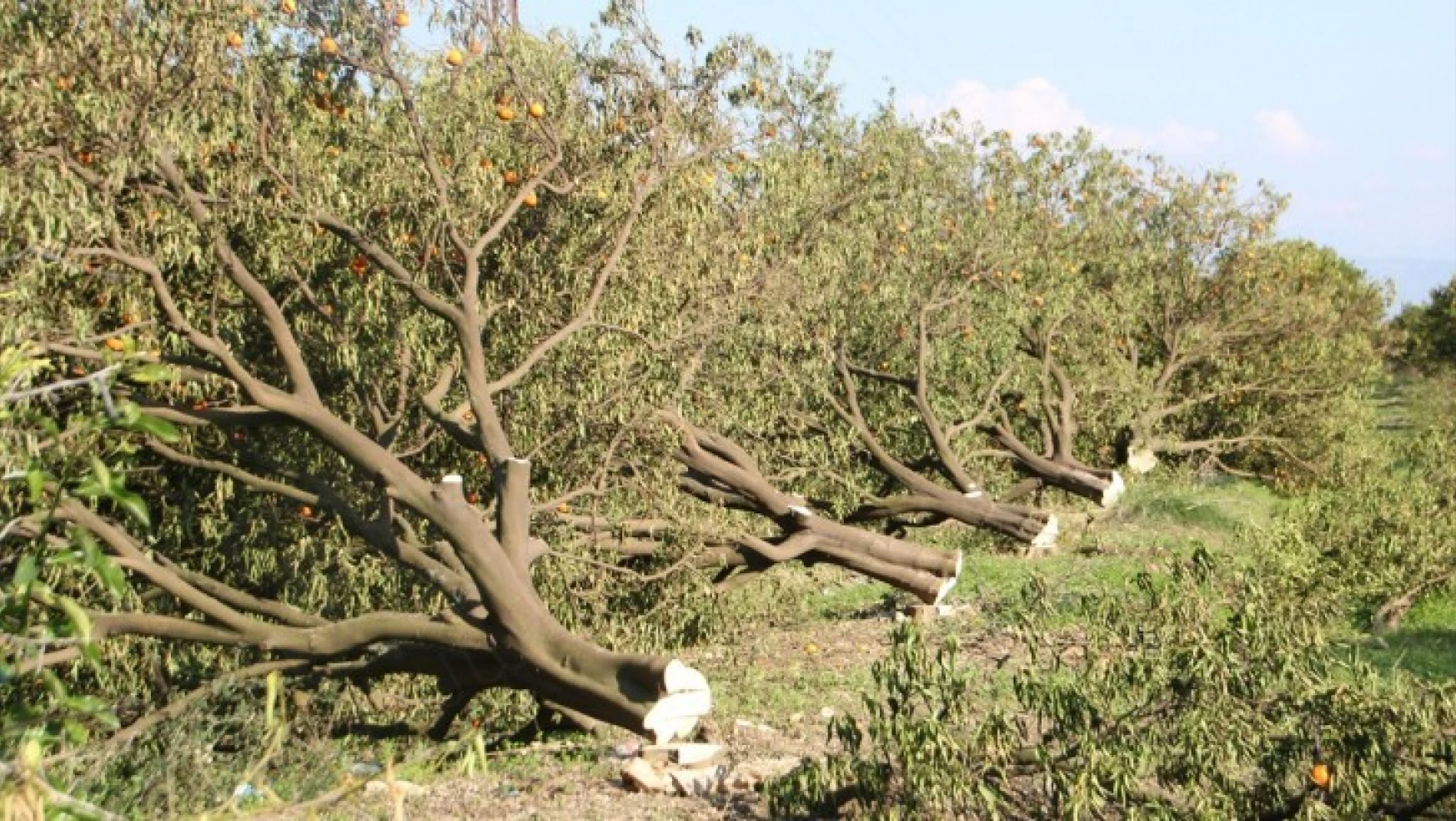 İddia göre kiracı mülk sahibine kızdı, 1150 ağacı kesti