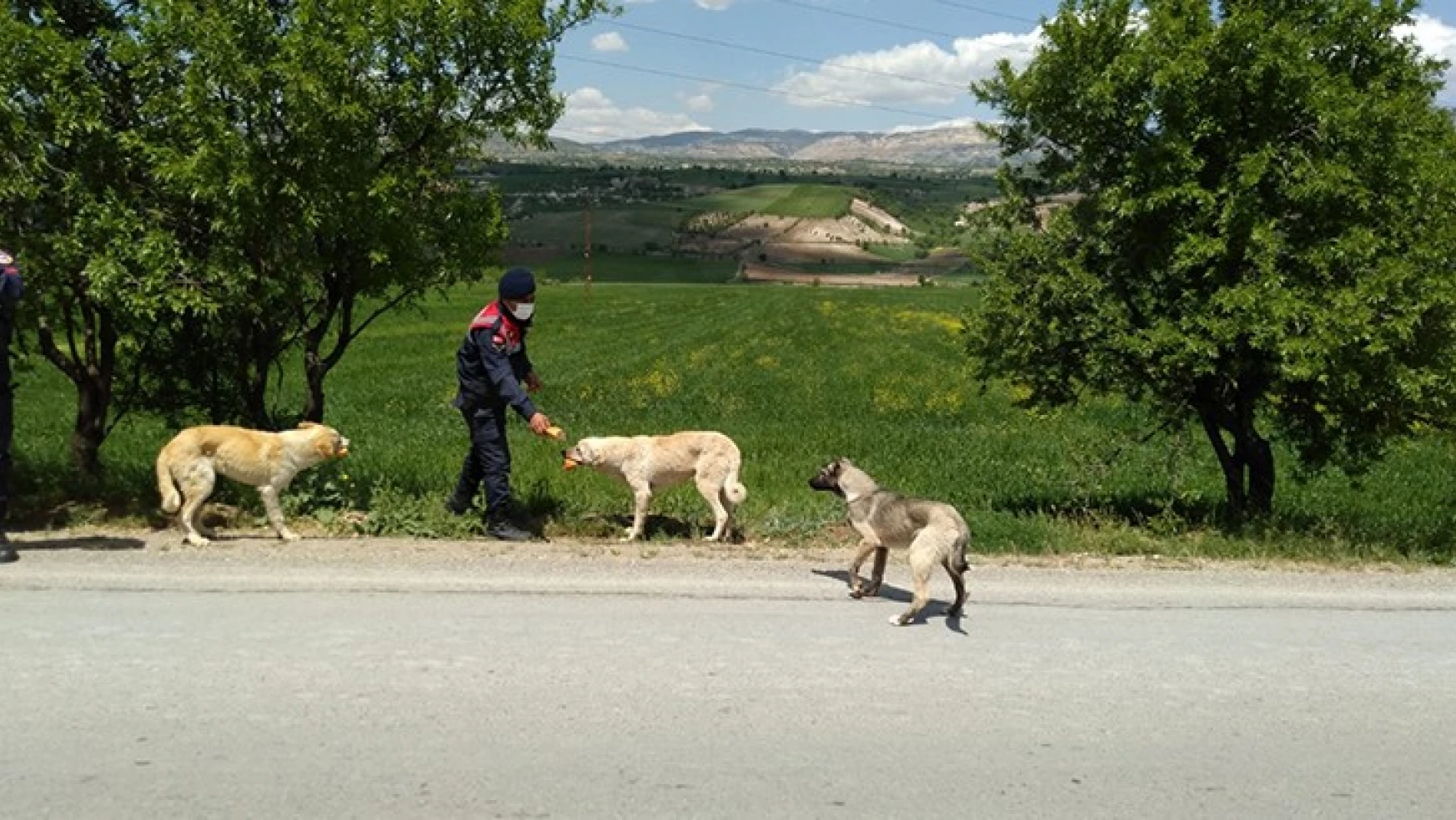 Jandarma ekipleri, sokak hayvanlarını besledi