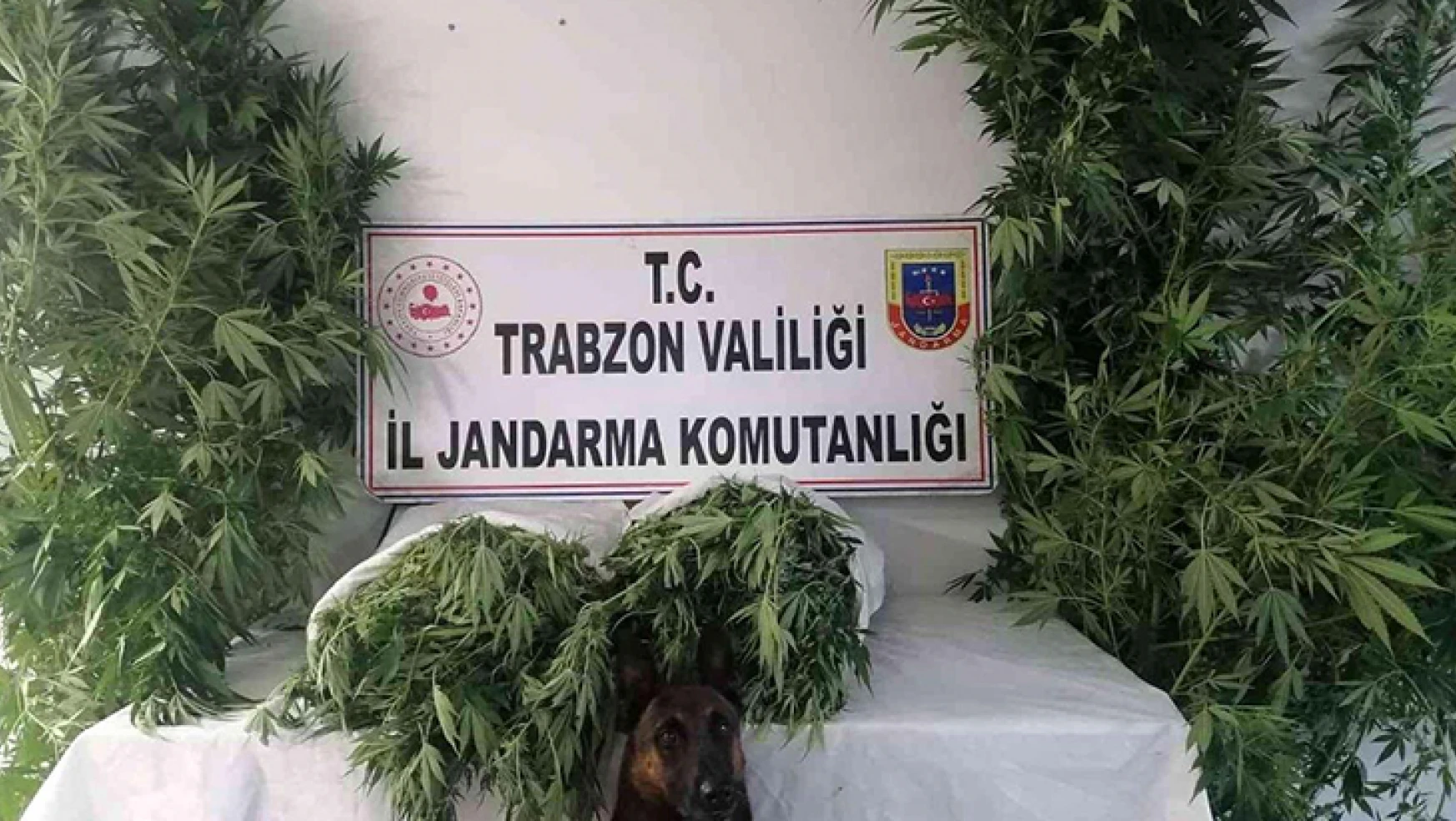 Jandarma narkotik timleri ve JASAT dedektiflerinden ortak operasyon