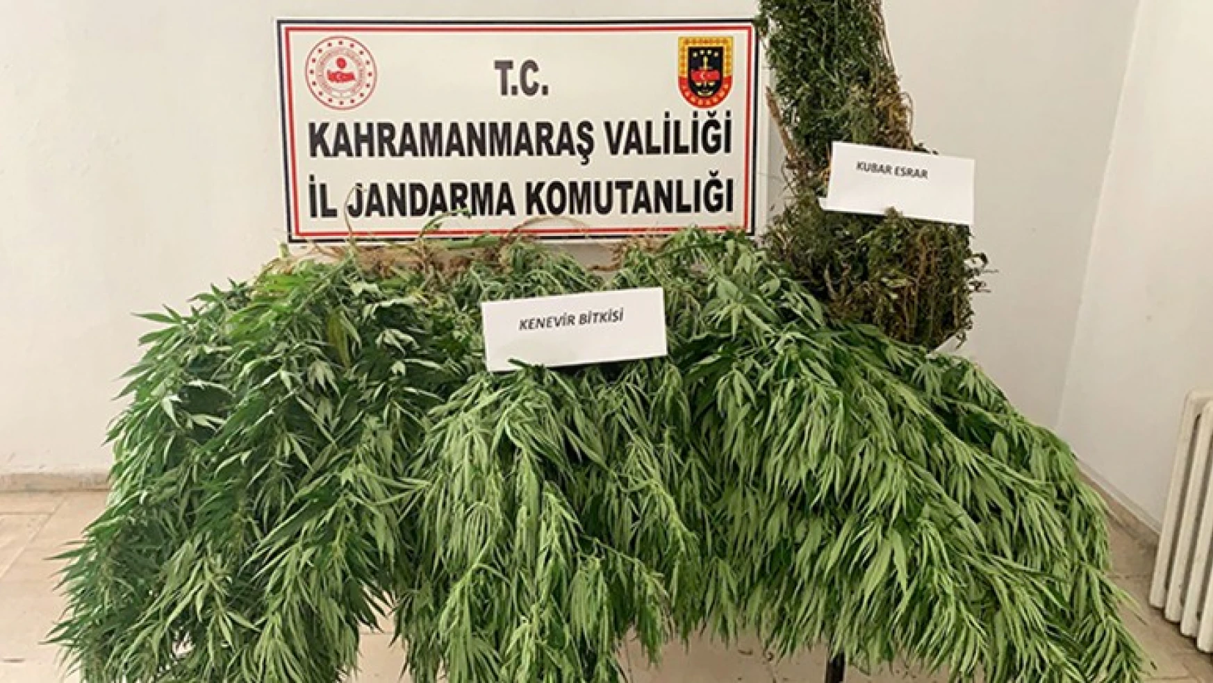 Kahramanmaraş'ta evinin bahçesinde kenevir yetiştiren şüpheli gözaltına alındı