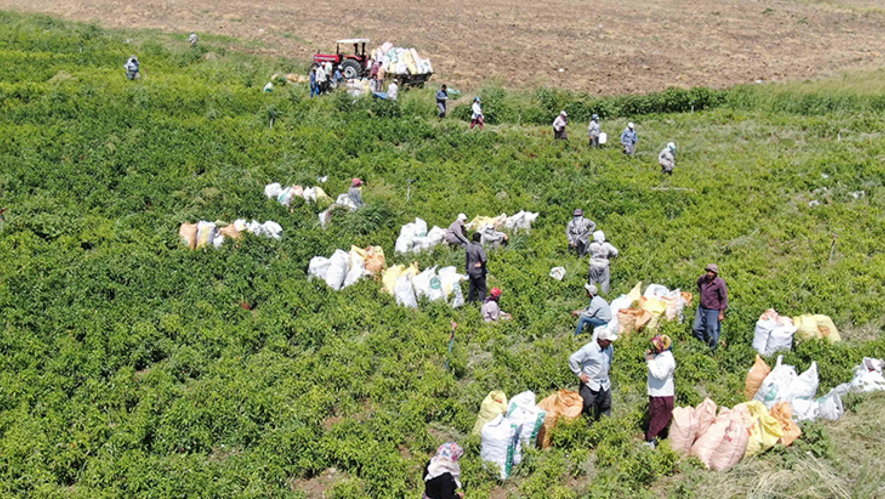 Kahramanmaraş'ta bin 500 ton coğrafi işaretli kırmızıbiber hasat edilecek
