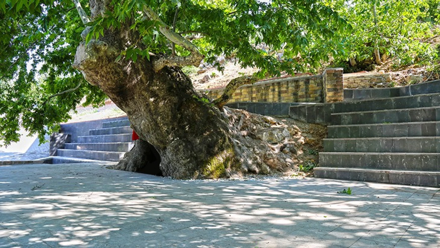 Kahramanmaraş'ta bulunan 812 yaşındaki asırlık çınar turizme kazandırıldı