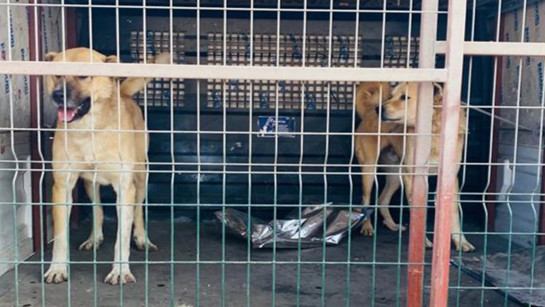 Kahramanmaraş'ta köpek döğüşü yaptırdığı tespit edilen 2 kişi yakalandı