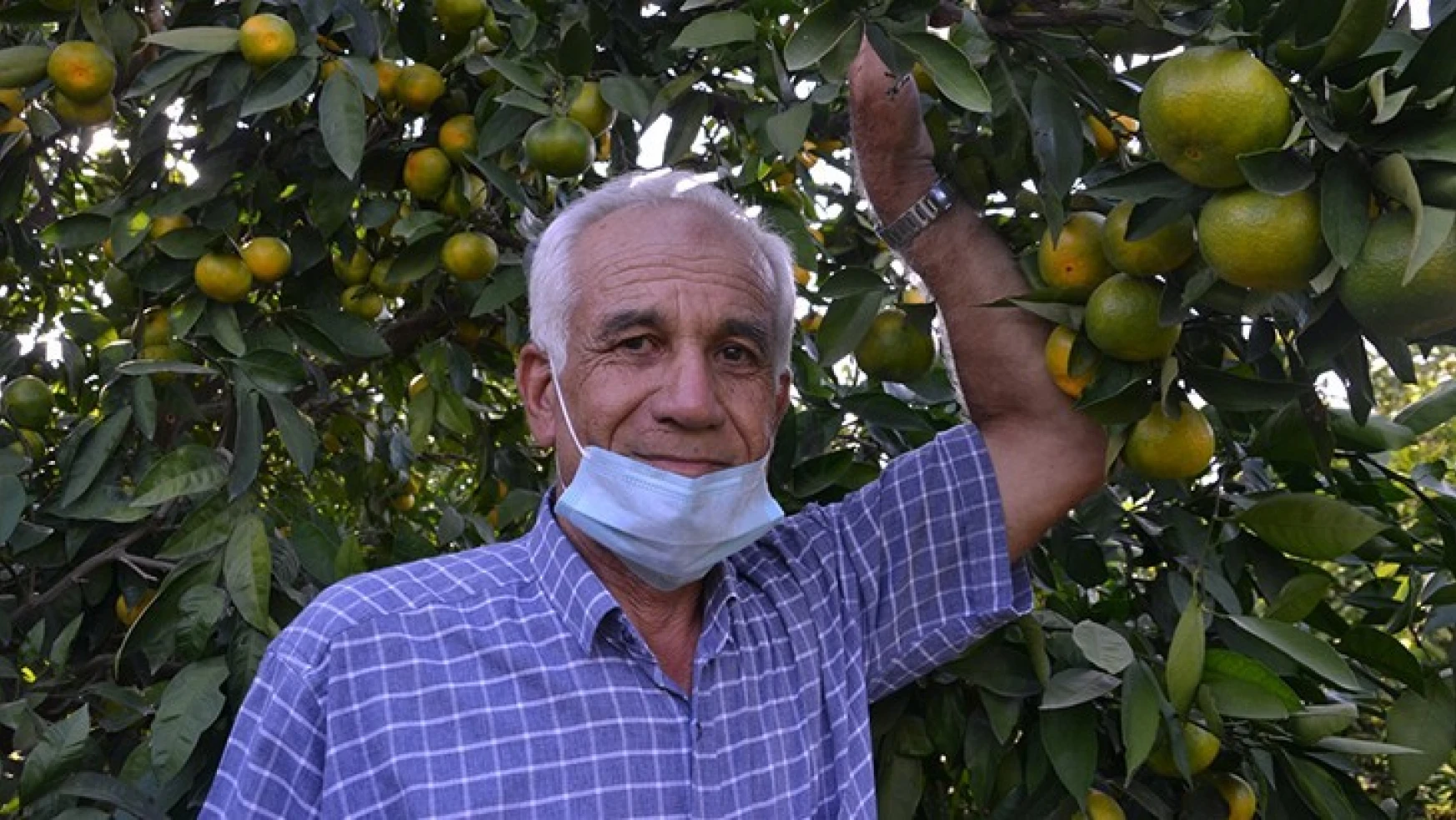 Kahramanmaraş'ta mandalina hasadına başlandı