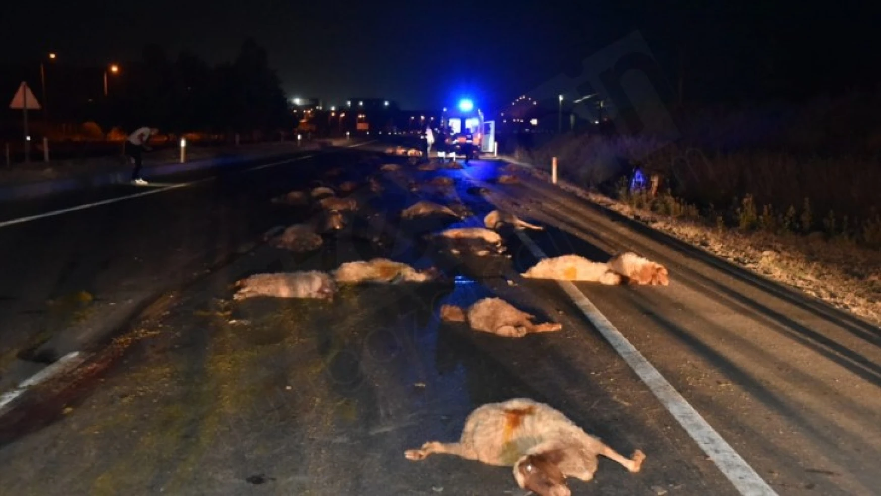 Otomobil ve kamyonet sürüye çarptı: 65 koyun telef oldu