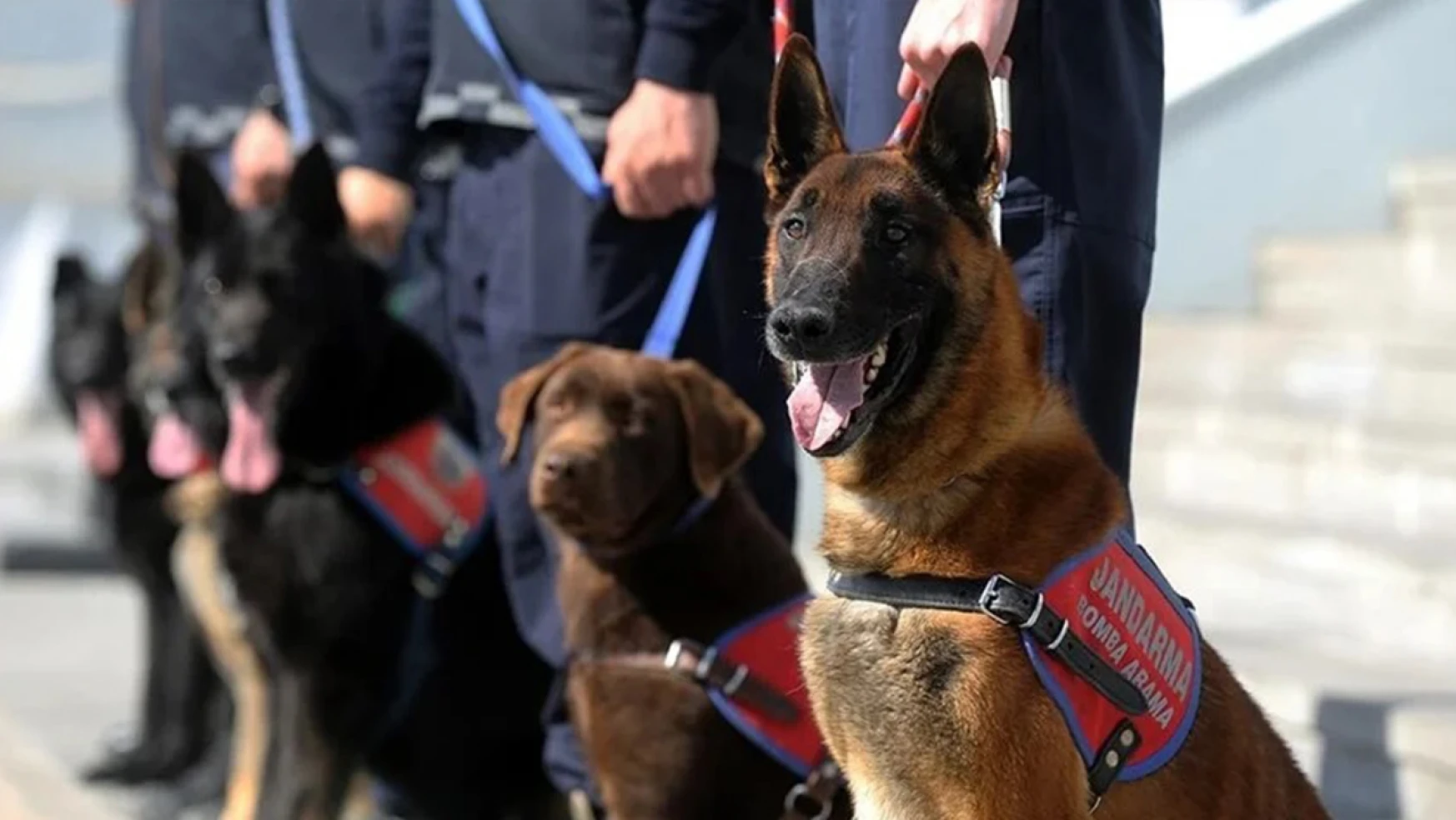 Özel eğitimli dedektör köpekler operasyonlara hazırlanıyor