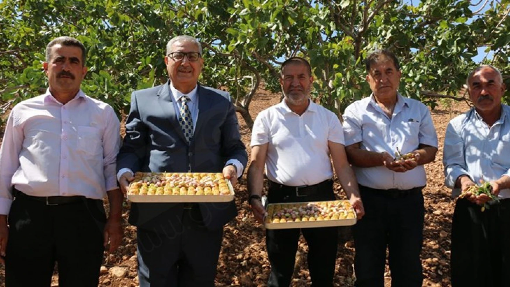 Sami Kervancıoğlu, Kahramanmaraş'ta fıstık hasadına katıldı