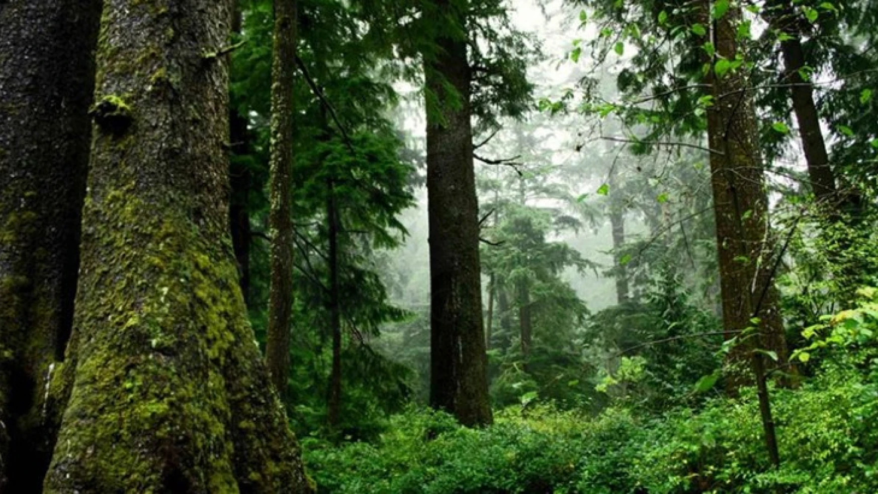 TEMA Vakfı, 'Sağlık Çalışanları Ormanı' oluşturdu
