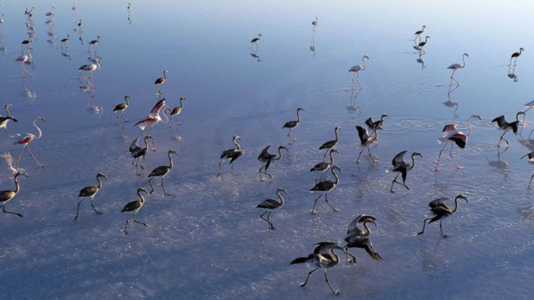 Tuz Gölü'ndeki flamingolar kurtuldu, göçe hazırlanıyorlar