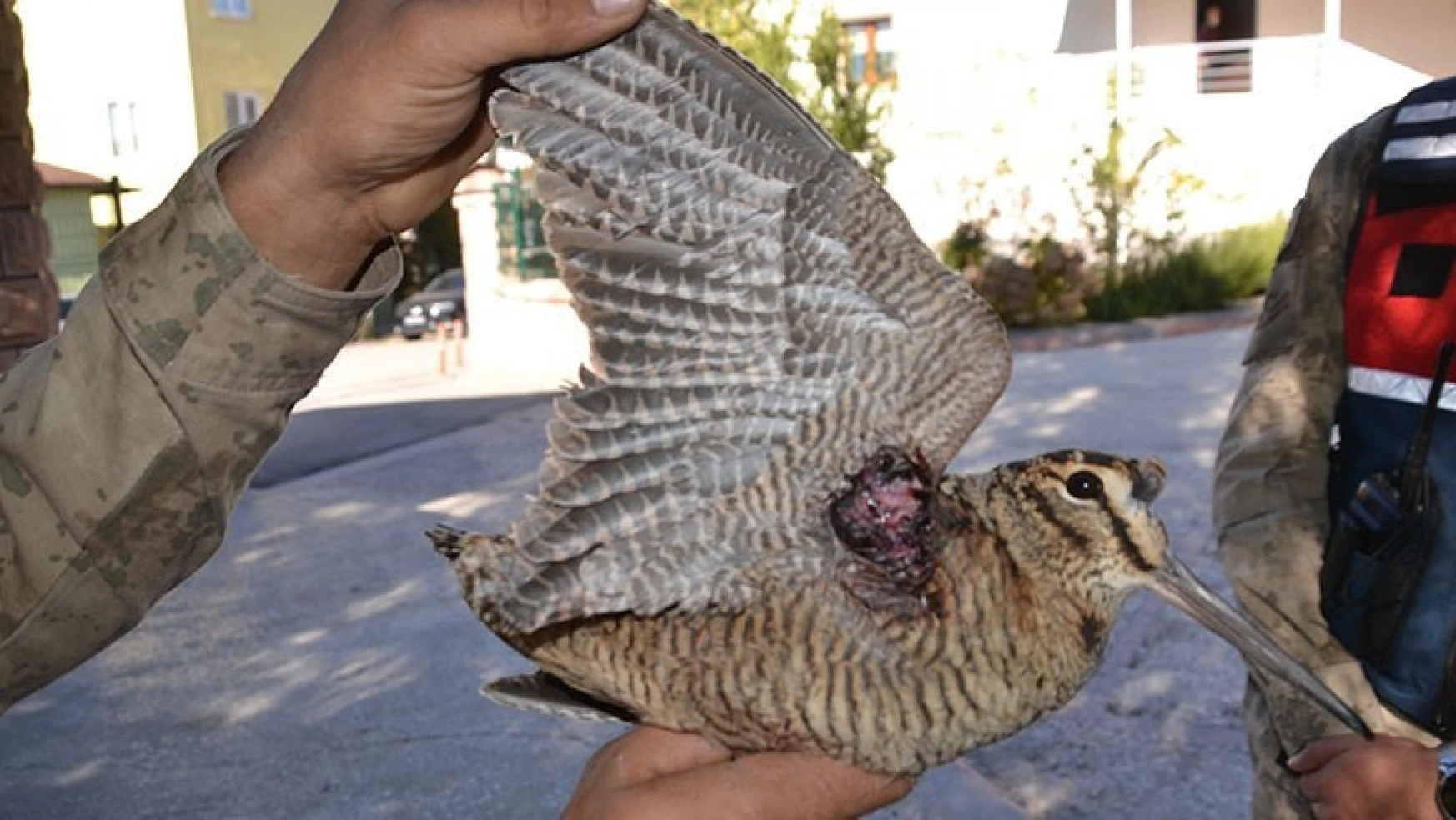 Yaralı bulunan Avrasya çulluğu kuşu tedavi altına alındı