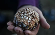 Çam fıstığının zorlu yolculuğu