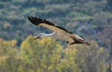 Leyleklerin göçü!