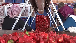 İslahiye biberinden elde edilen pul biberin yüzde 30'u ihraç ediliyor