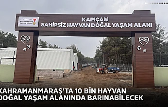 Kahramanmaraş'ta 10 bin hayvan doğal yaşam alanında barınabilecek