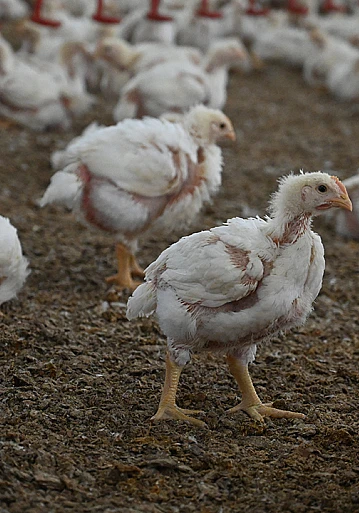 Kanatlı eti ihracatının sınırlandırılmasına yönelik tedbirler hayata geçti