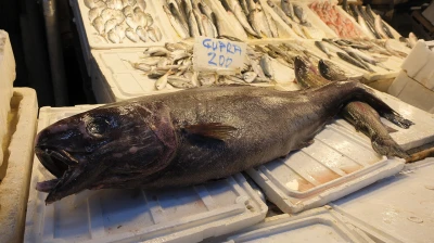 1,5 metre uzunluğunda 25 kilogramlık siyah dümen balığı avlandı