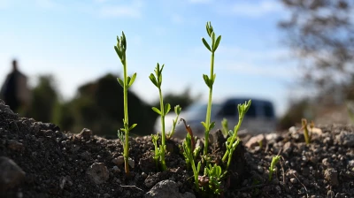 Yangından etkilenen 45 hektarlık alan 7 bin 500 fidanla yeşerecek