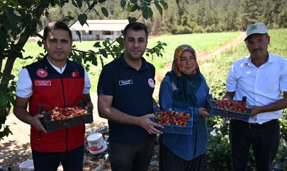 Kahramanmaraş'tan 50 ülkeye çilek ihracatı