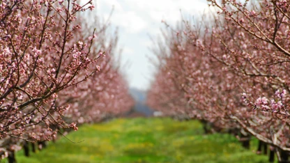 Meyve ve sebzelerde don riskine karşı yeni düzenleme