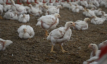 Kanatlı eti ihracatının sınırlandırılmasına yönelik tedbirler hayata geçti
