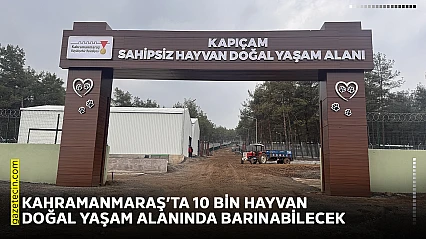 Kahramanmaraş'ta 10 bin hayvan doğal yaşam alanında barınabilecek
