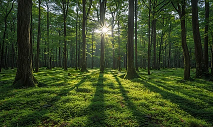Bilim insanları, ormanları korunmak için yapay zeka destekli yeni sistem geliştirdi