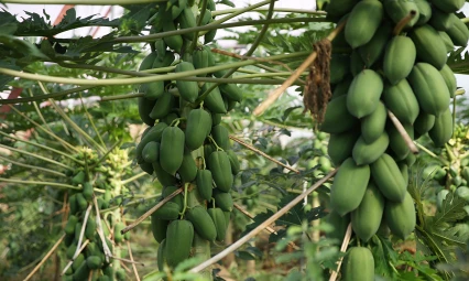 Papaya meyvesinin ilk ihracatı Kuveyt'e