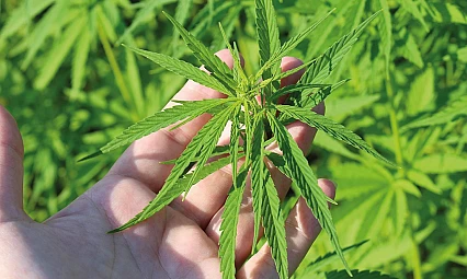 TMO'dan kenevir yetiştiriciliği için başvuru duyurusu!