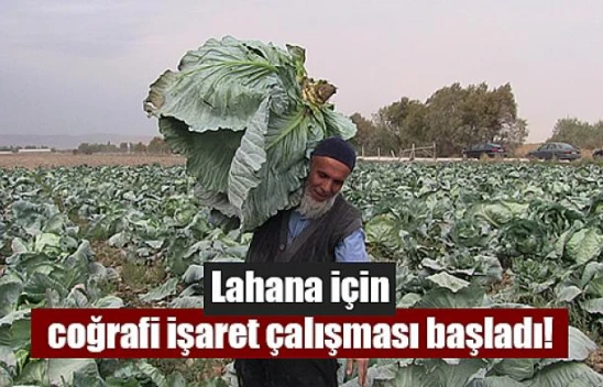 Lahana için coğrafi işaret çalışması başladı!