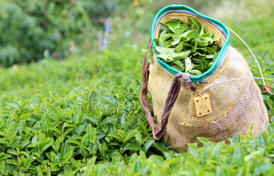 2025 yaş çay alım fiyatları belli oldu