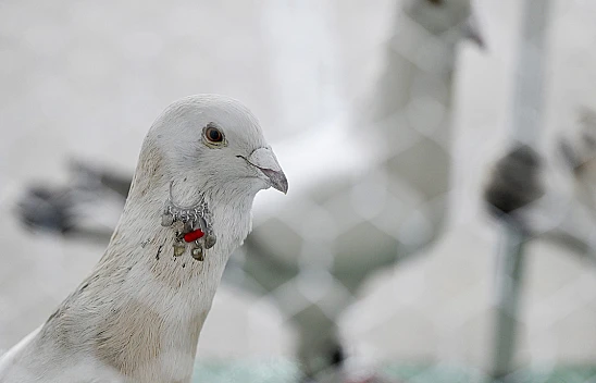 29. Türkiye Filo Güvercin Güzellik Yarışması düzenlendi