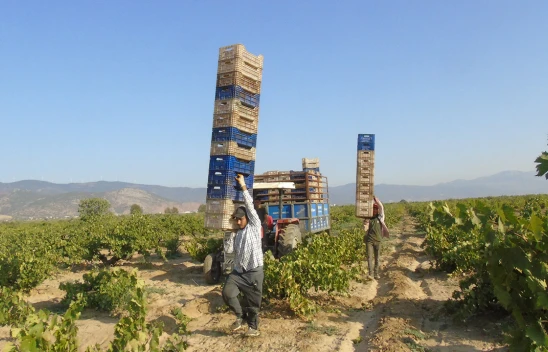 50 bin dekarlık alanda üzüm hasadı başladı