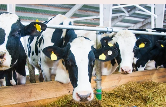 6 ilde daha hayvan pazarları bugün açıldı