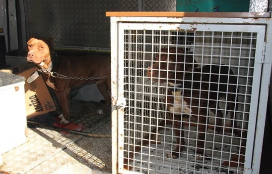 Ahıra giren 2 pitbull koyun ve kuzuları telef etti