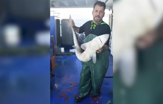 Balıkçıların ağına camgöz köpek balığı takıldı