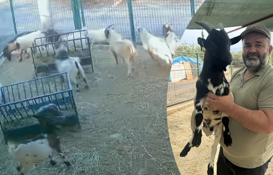 Başına poşet geçen keçi, sürüsünü korkuttu