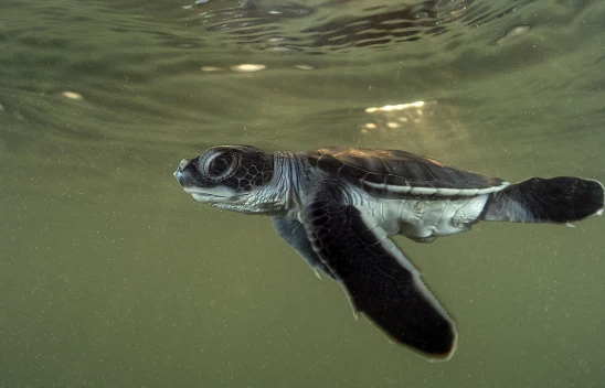 Belek sahillerinde kaplumbağa yavruları denizle buluştu