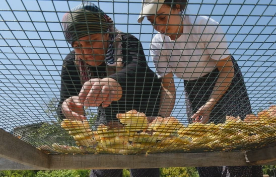 Beyaz incirde hasat sürdürülüyor