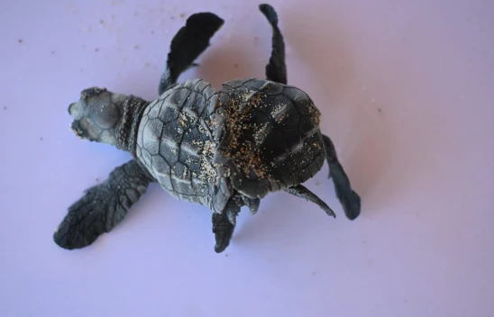 Bilim dünyası şokta! İlk defa görüntülendi