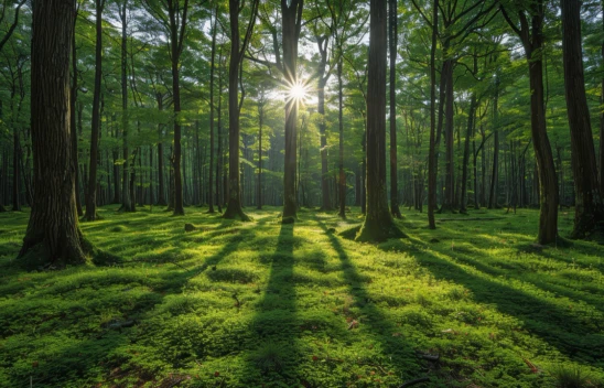 Bilim insanları, ormanları korunmak için yapay zeka destekli yeni sistem geliştirdi