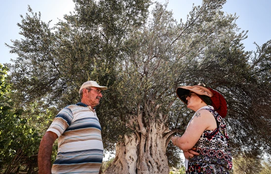 Bin 316 yaşındaki anıt ağaç, zeytin vermeye devam ediyor