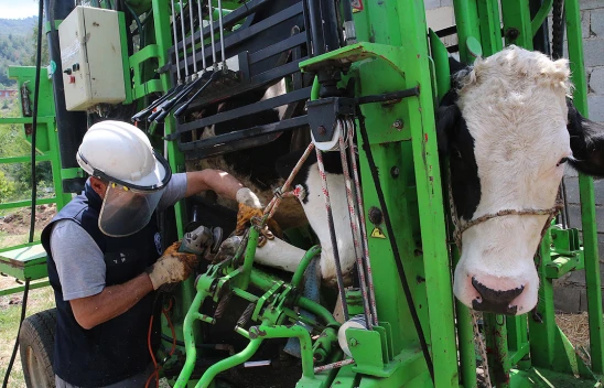 Binlerce hayvana ücretsiz bakım desteği