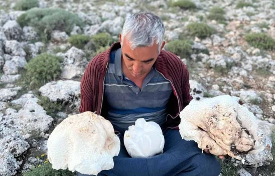 Bir kişi toplam 20 kilogramlık dört mantar buldu