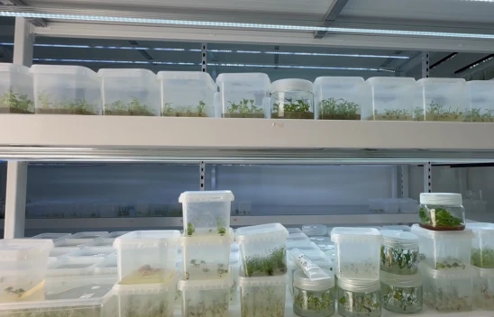 Bitki kök hücresinden kırışıklık giderici krem geliştirildi